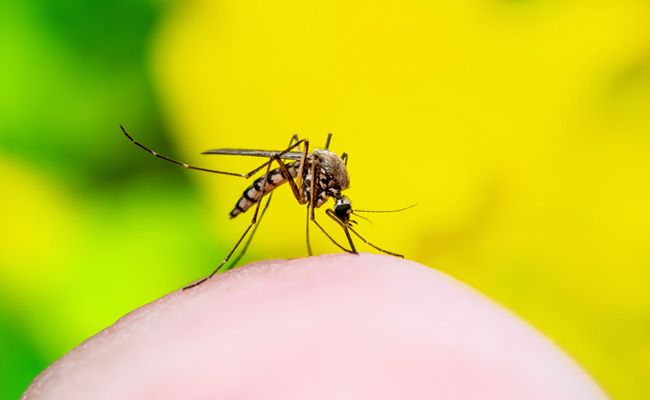 Aedes-Aegypti-Yellow-Fever-Mosquito-Biting-on-Person-Body